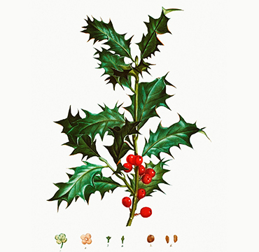 Божиковина