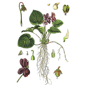 Мирисна љубичица