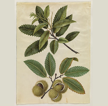 Питоми кестен